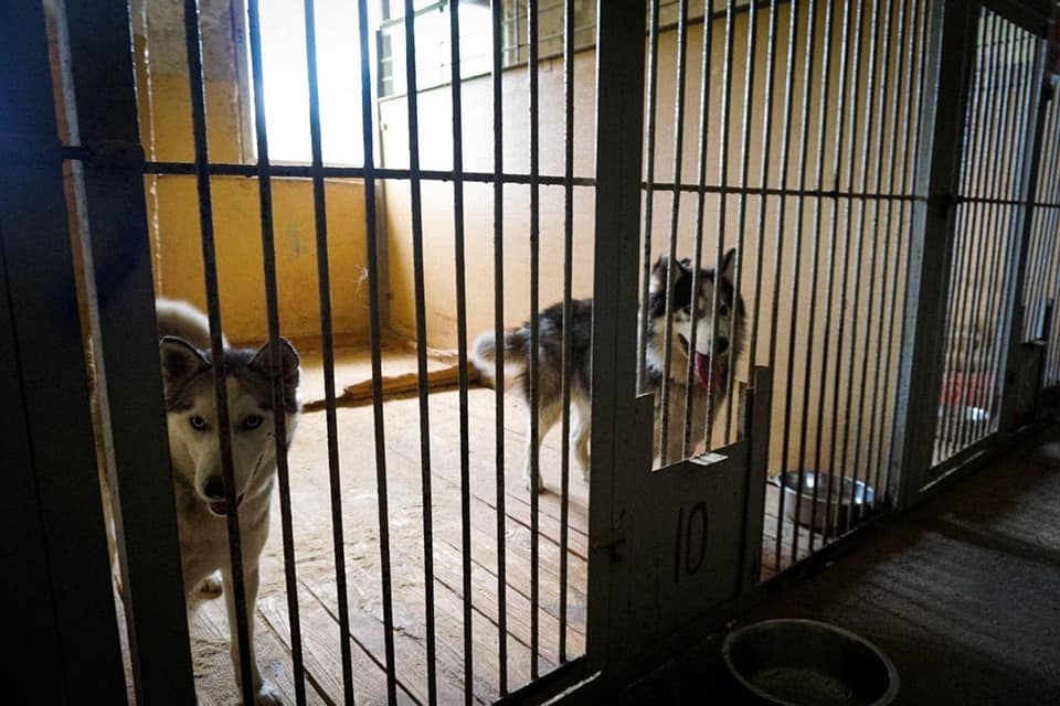 Собаки отказались жить раздельно. Фото: КЦВМ