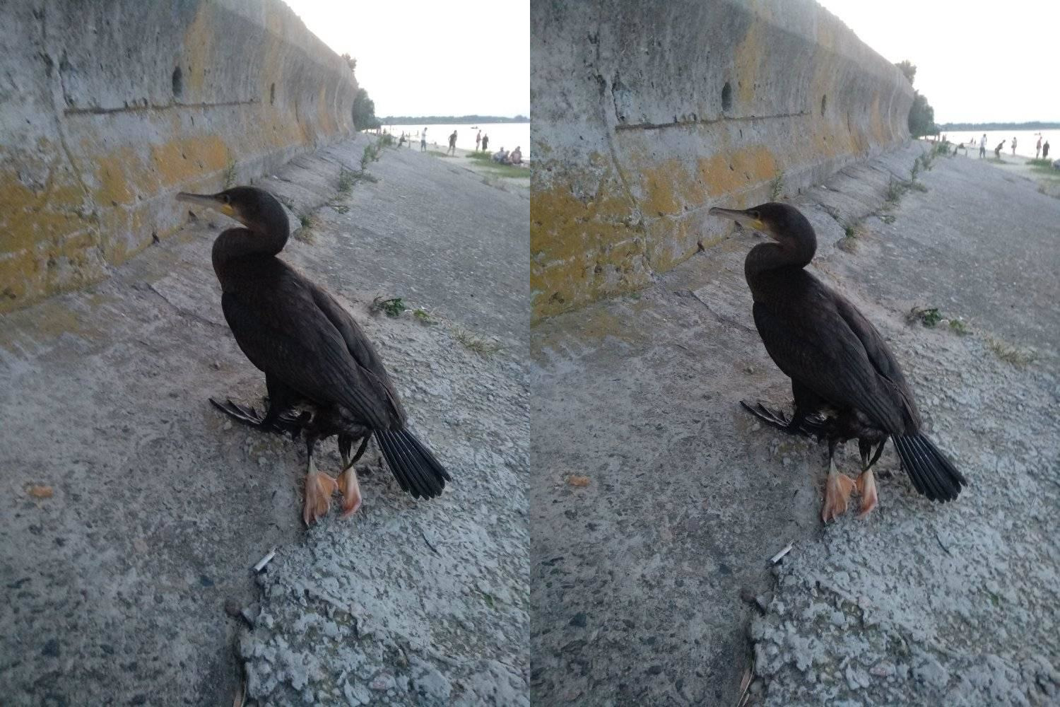 Под Киевом нашли птицу с дополнительными лапами. Фото: Александра Кабанец