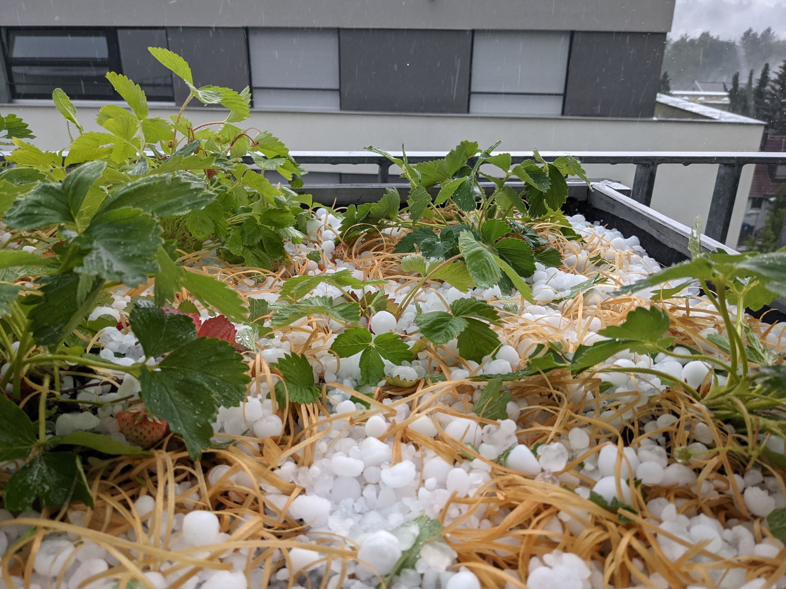 Град в Берлине. Фото: meteoprog