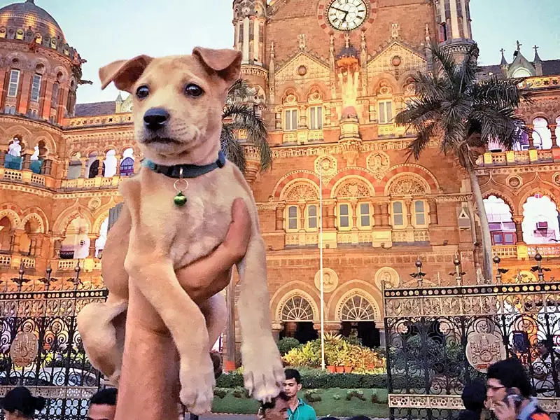 Чапати перед началом своих путешествий. Фото: timesofindia