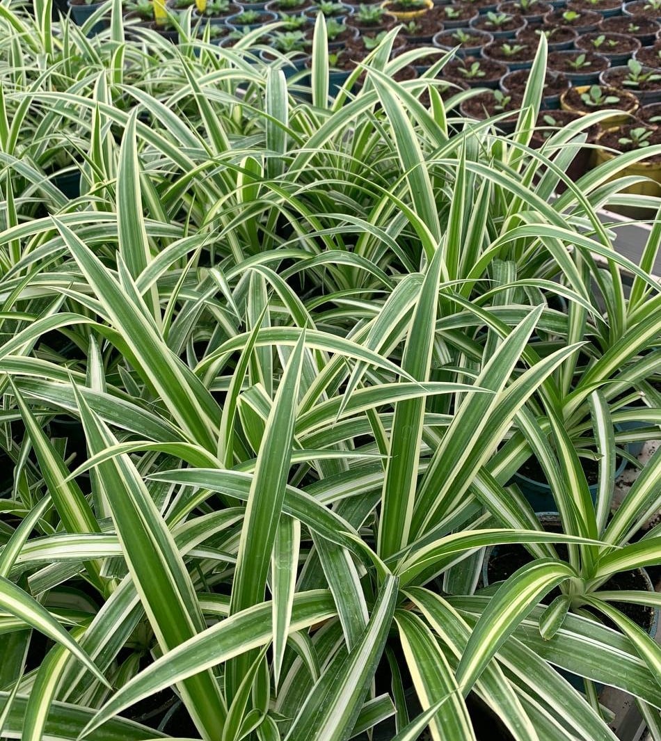 Все растения выращивали в теплицах. Фото: КП СЗН Печерского района