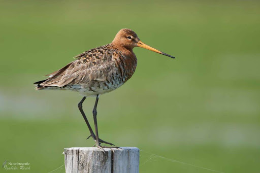Большой веретенник. Фото: Izabela Reich