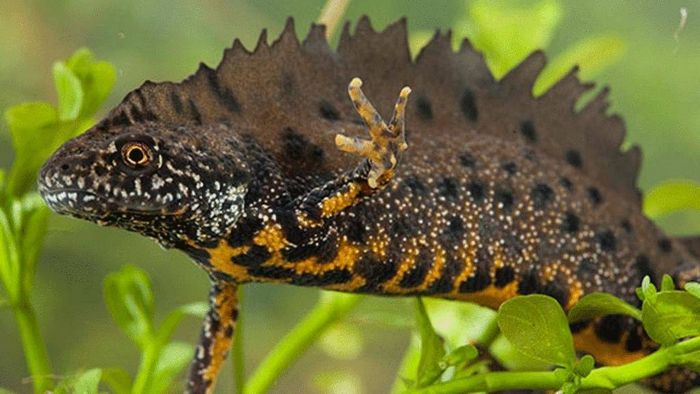 Гребенчатый тритон. Фото: Зеленый мир