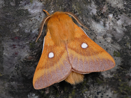 Коконопряд золотистый. Фото: Paolo Mazzei