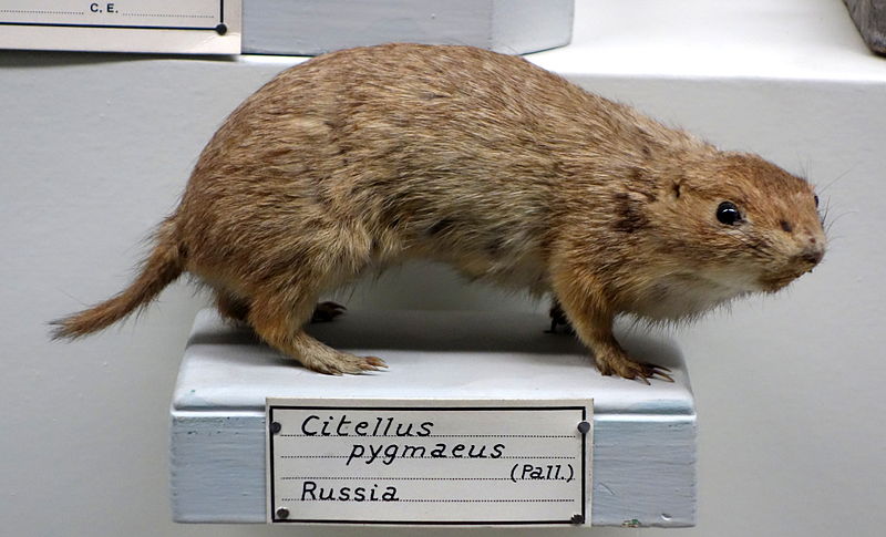 Малый суслик. Фото: Daderot