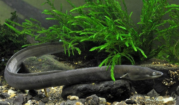 Речной угорь. Фото: Познавайка