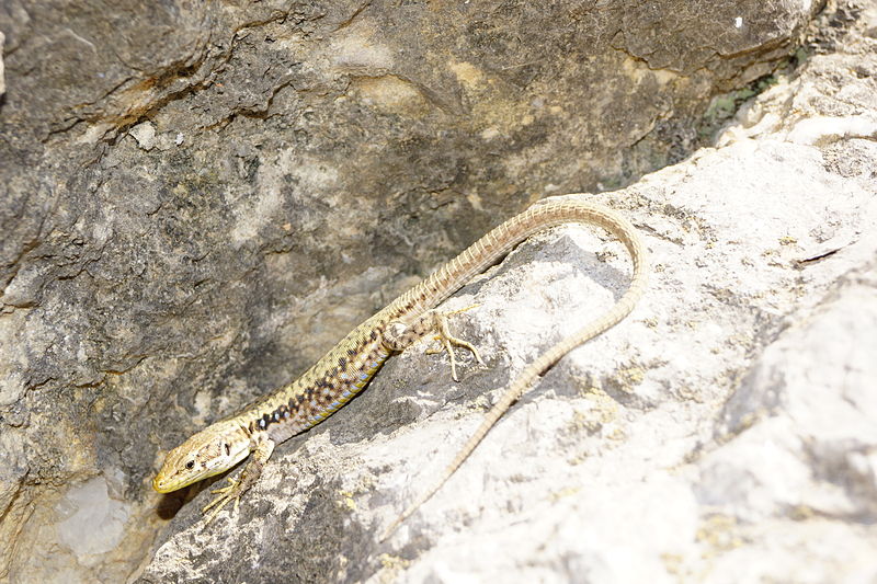 Ящерица Линдхольма. Фото: Igor Banatskiy