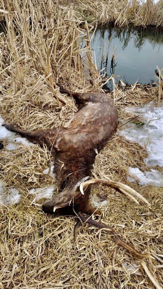 Попал в ледяную ловушку и не смог выбраться. Фото: Facebook Владимир Мухин 