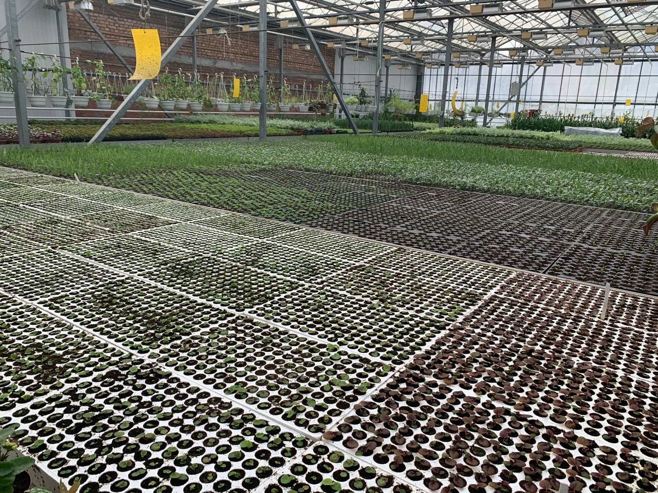 Растения ждут, когда погода станет теплее.  Фото: КП СЗН Печерского района