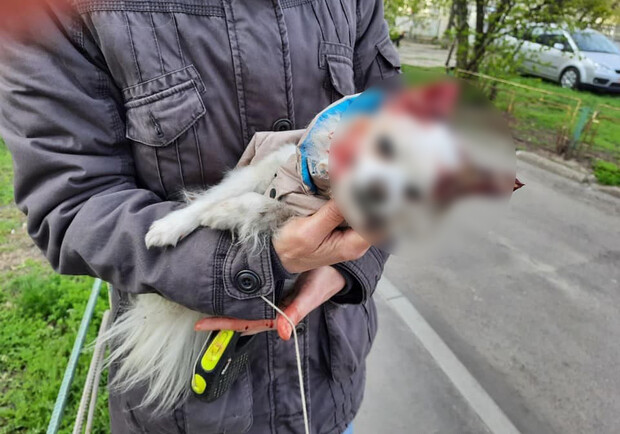 Погибший чихуа-хуа. Фото: Facebook/ Олексій Білошицький