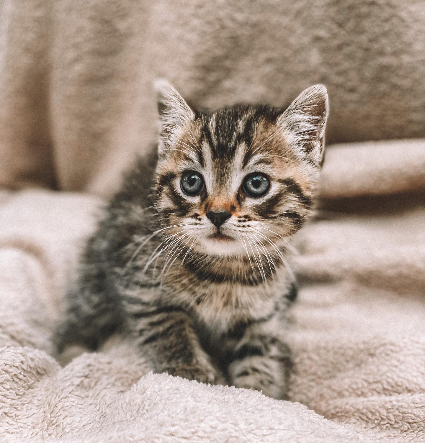 Глухой котенок Банни ищет дом. Фото: Take a cat