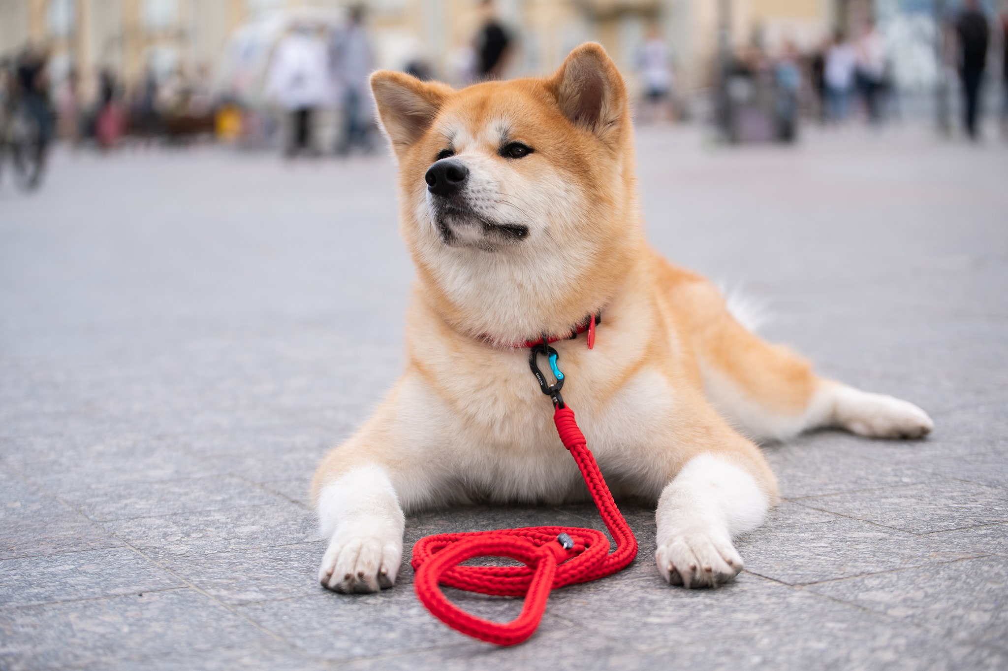 На фестивале питомцам можно будет приобрести аксесуары и угощения. Фото: Facebook ЛЮБИЙ НІС 