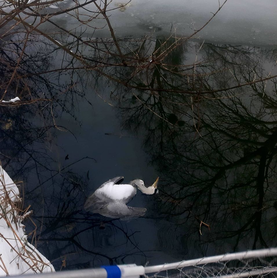 Мертвую птицу активисты похоронили. Фото: Мария Микитенко