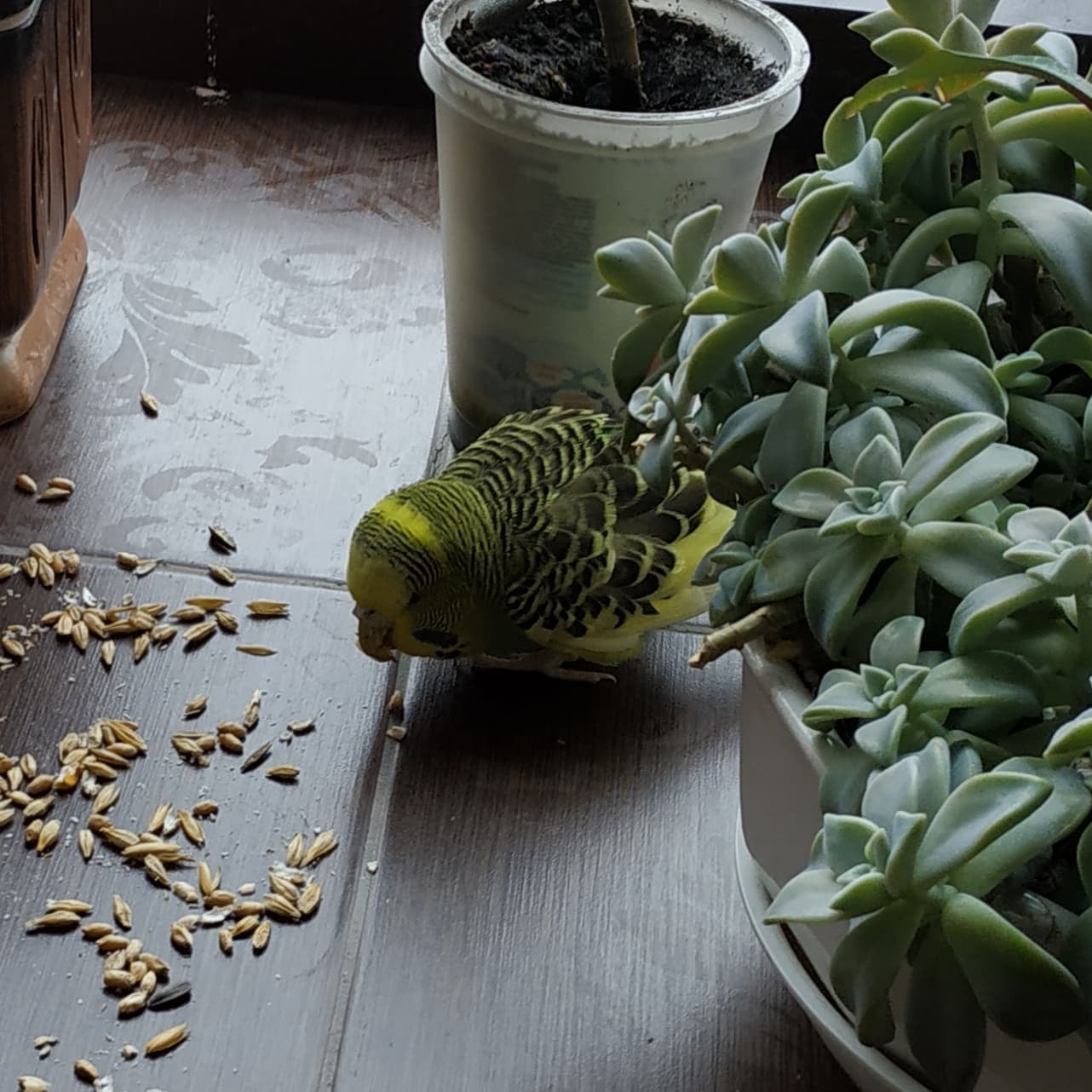 Потерянного попугая подкармливают зерном. Фото: Facebook Адміністрація Бібліотеки