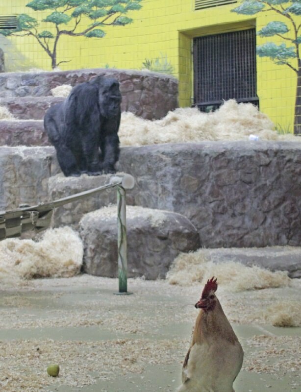 Путх Друг и горилла Тони. Фото: Сегодня