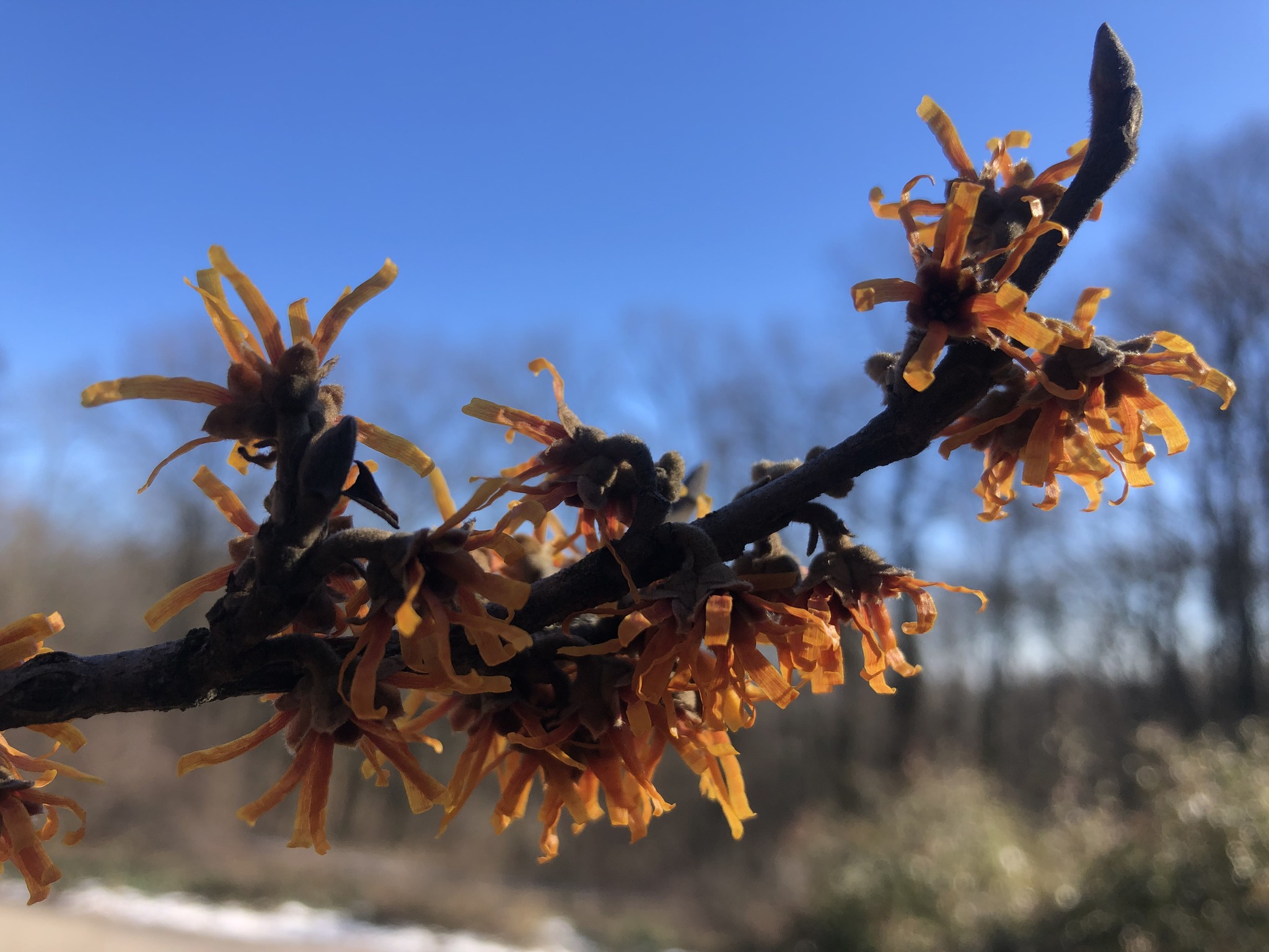 Так виглядає гамамеліс весняний.