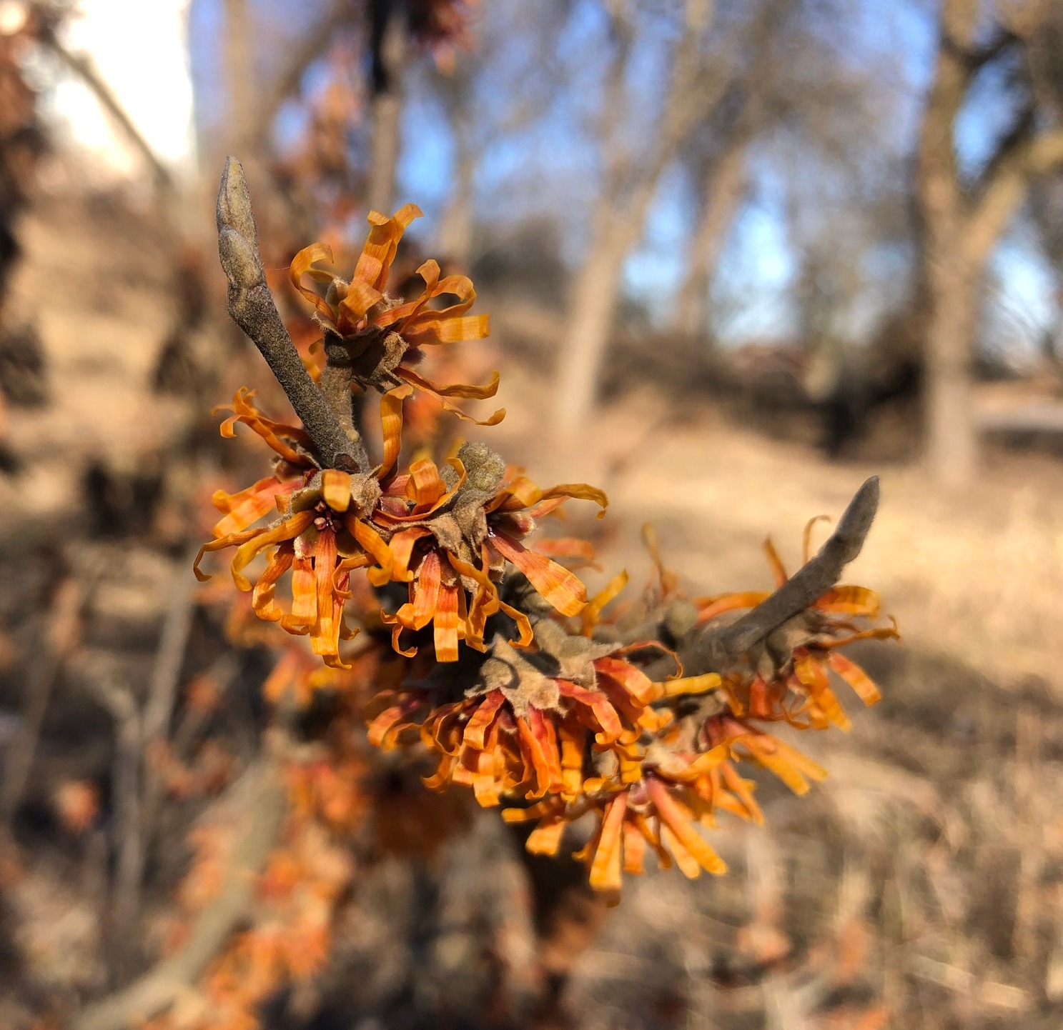 Так виглядає гамамеліс весняний.