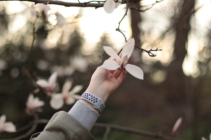 У Києві в ботанічному саду імені Фоміна розквітли магнолії.