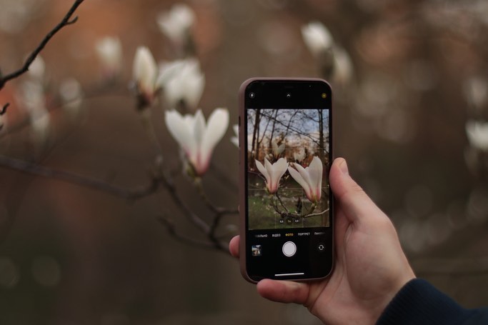 У Києві в ботанічному саду імені Фоміна розквітли магнолії.