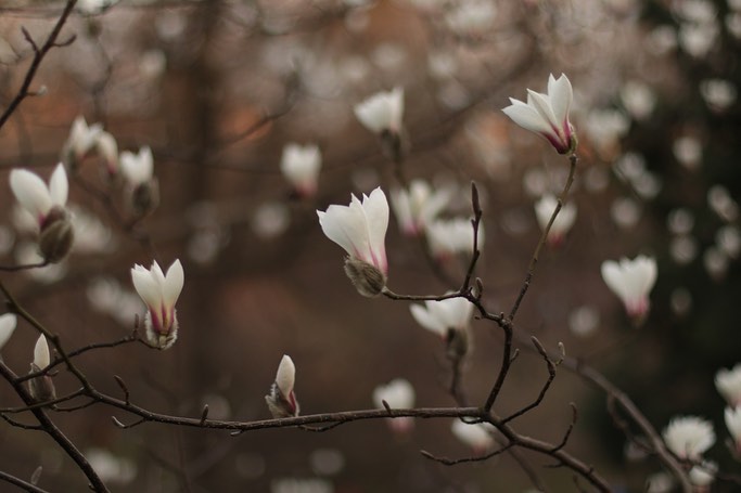 У Києві в ботанічному саду імені Фоміна розквітли магнолії.