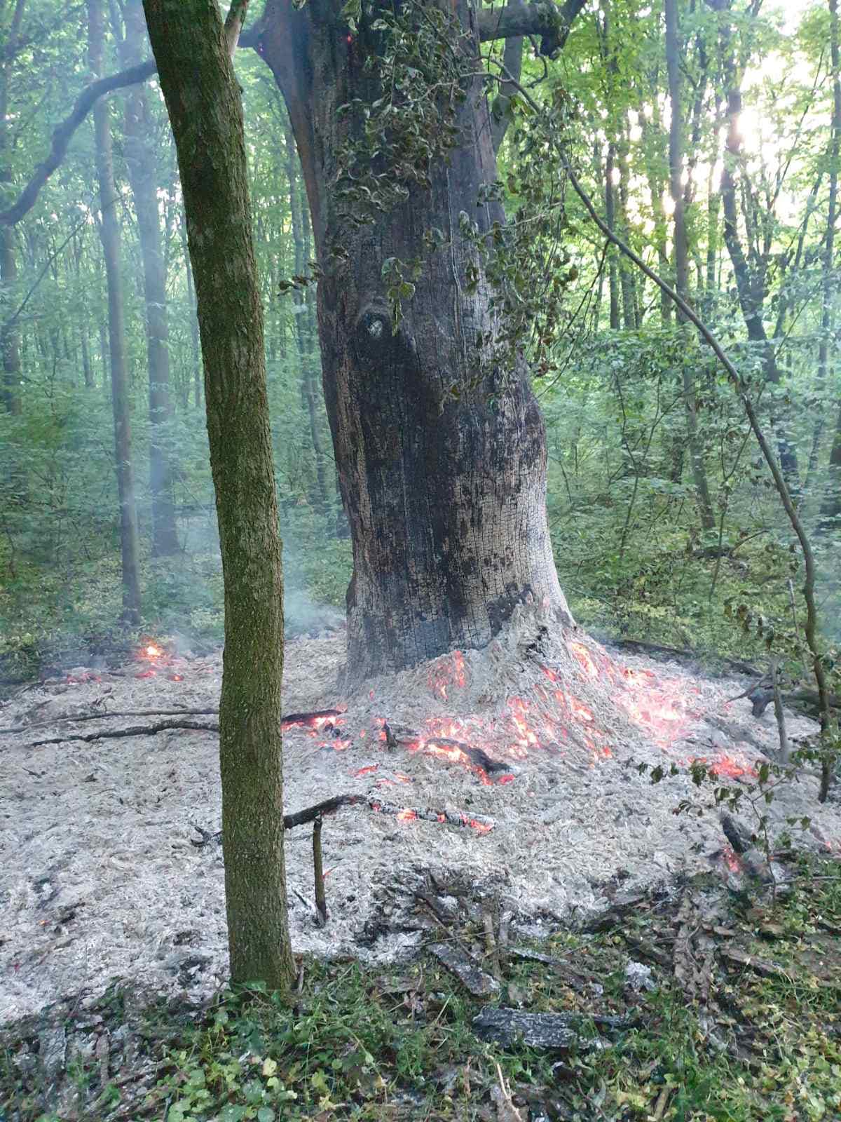 В Києві в Голосіївському національному парку хтось підпалив дуби.