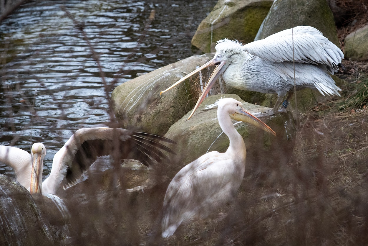 У Київському зоопарку випустили на воду родину пеліканів.