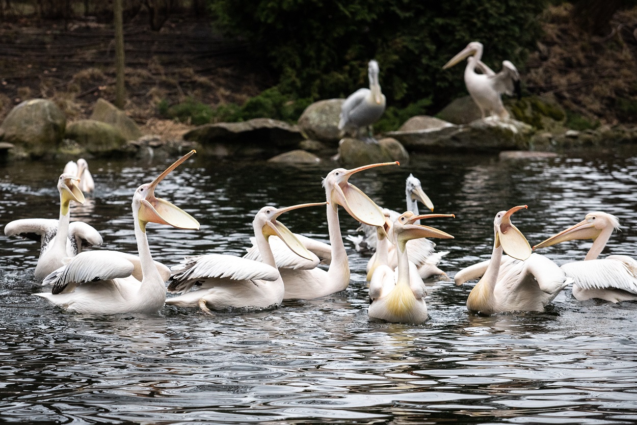 У Київському зоопарку випустили на воду родину пеліканів.