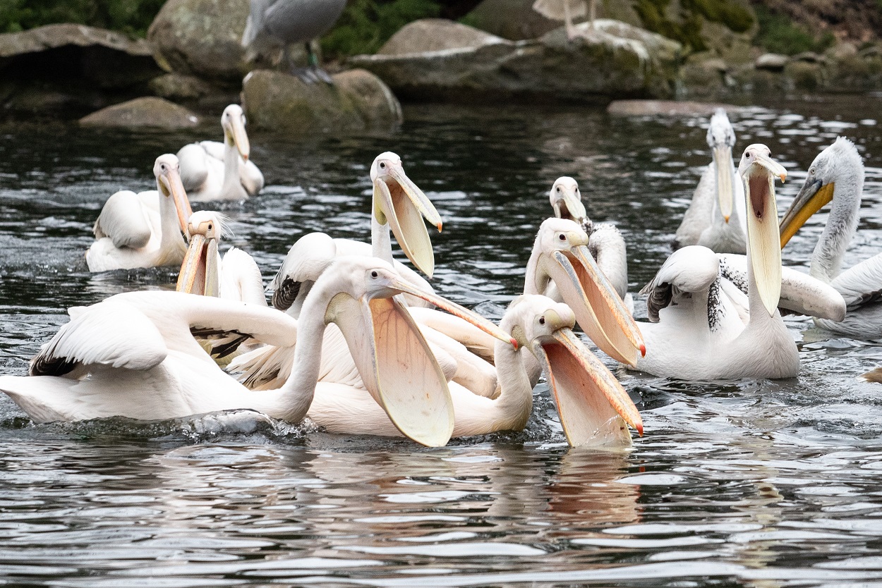 У Київському зоопарку випустили на воду родину пеліканів.