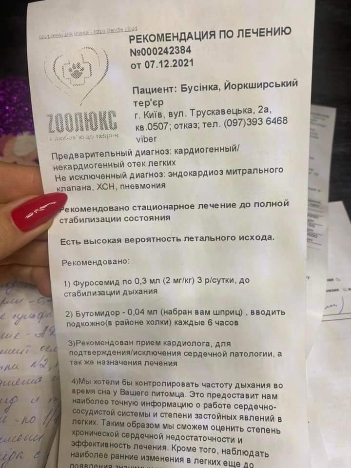 Заключение врача ветклиники.