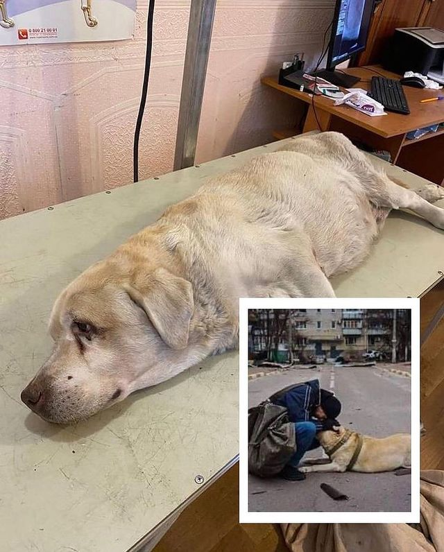 Лабрадору из Ирпеня, фото которого облетело весь мир, ищут новых хозяев.