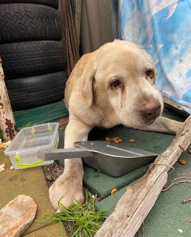 Лабрадору из Ирпеня, фото которого облетело весь мир, ищут новых хозяев.