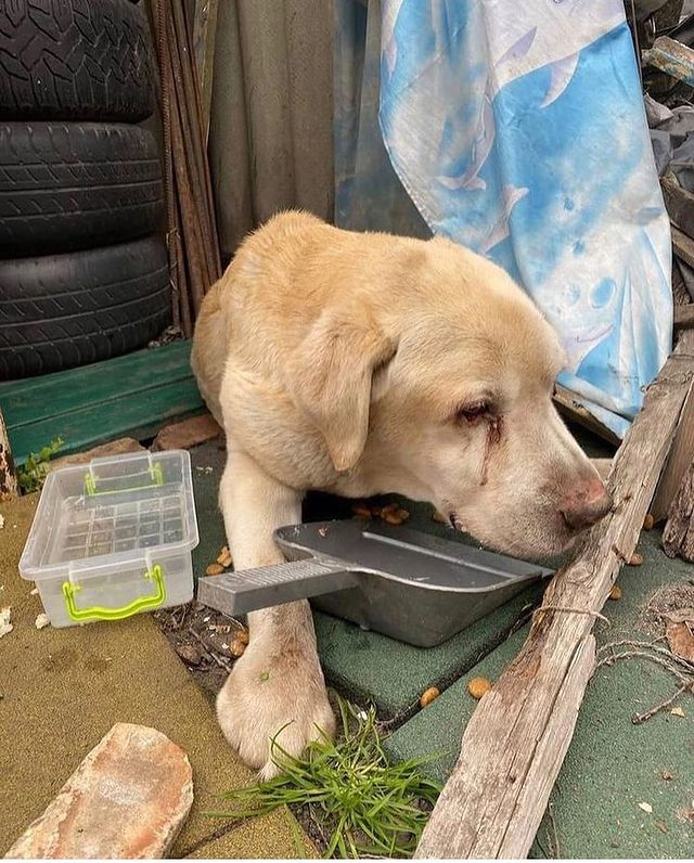 Лабрадору из Ирпеня, фото которого облетело весь мир, ищут новых хозяев.