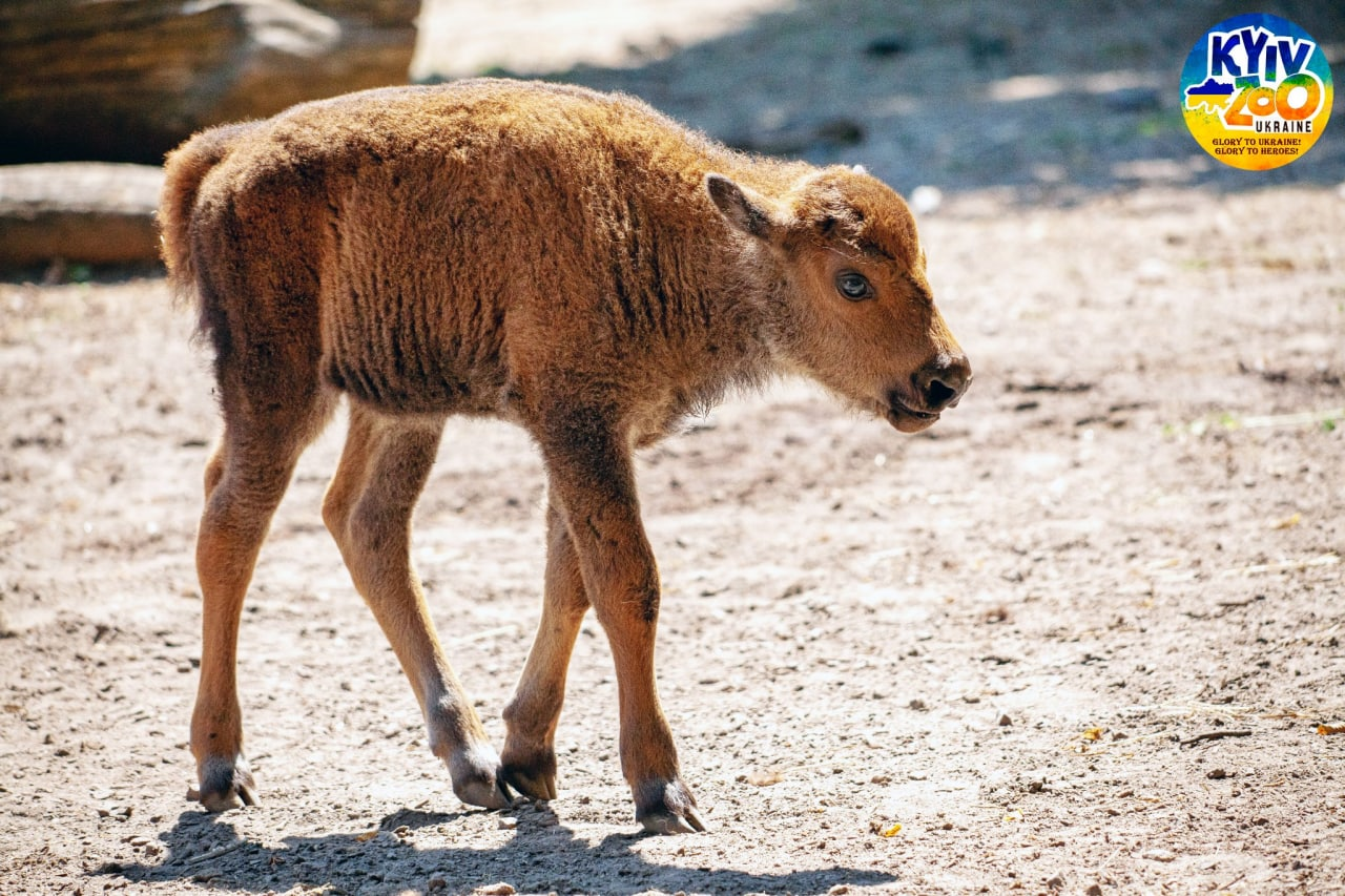 В Киевском зоопарке в семье бизонов очаровательное пополнение.