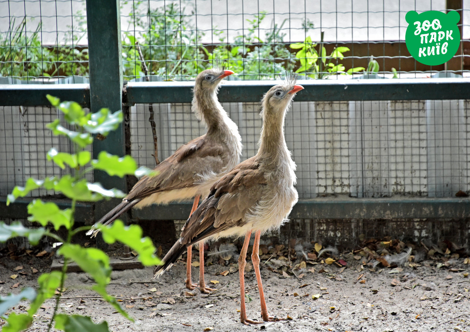Приходи посмотреть: в зоопарке появились красноногие питомцы из Лимпопо фото 1