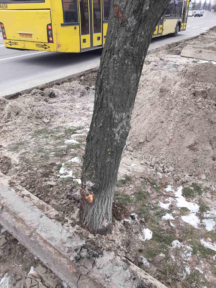 Проложили кабель: на Радужном работники ДТЭК повредили новые деревья фото 1