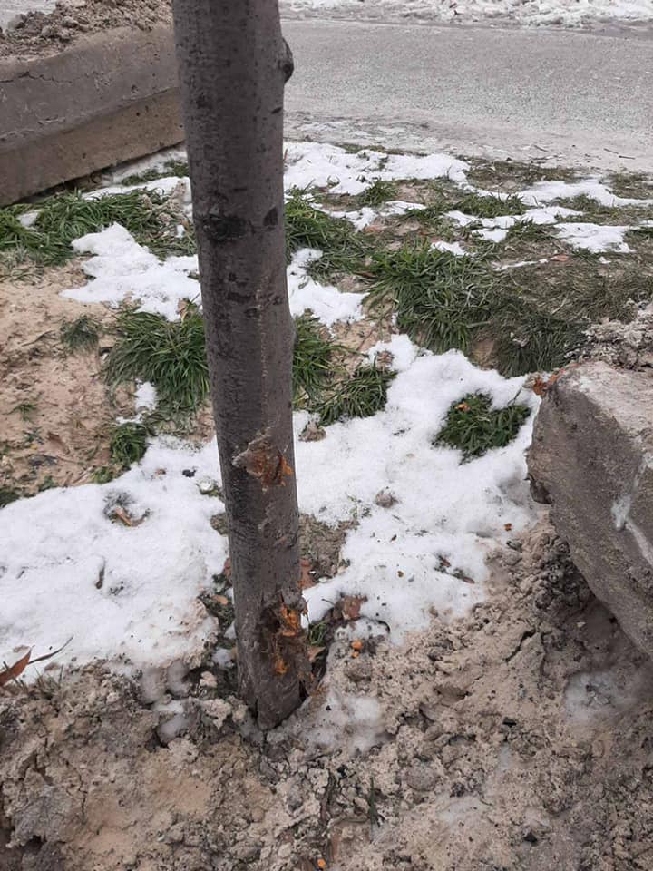 Проложили кабель: на Радужном работники ДТЭК повредили новые деревья фото 2 1