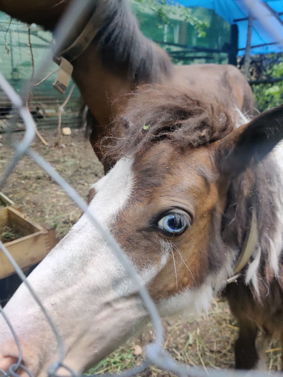 Боєць ЗСУ врятував двох поні: їх забрали до реабілітаційного центру для військових.