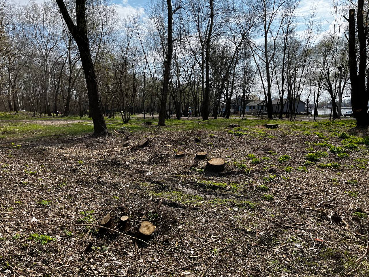 На Оболоні вночі невідомі вирубали 60 дерев.