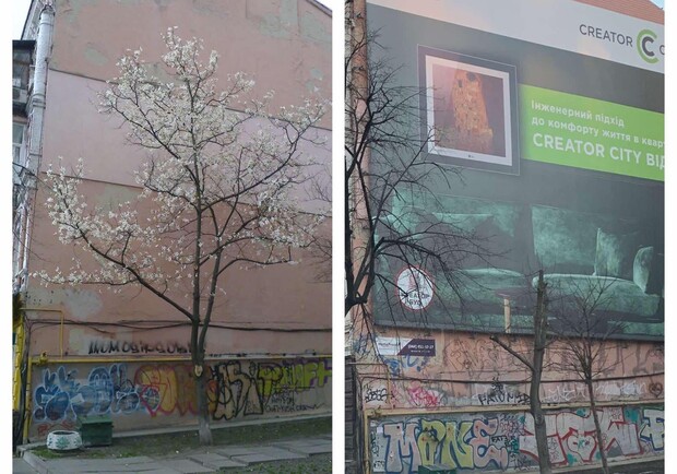 Мешала: в центре срубили магнолию, которая загородила рекламный баннер фото 1