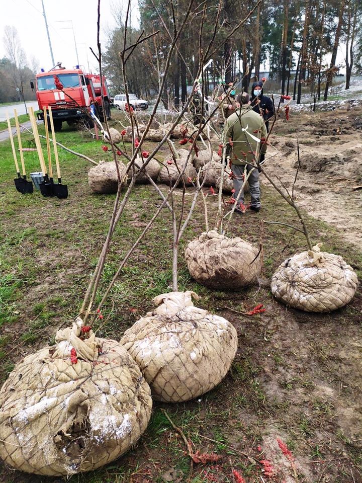 Дали дуба: возле метро "Лесная" высадили более 7 тысяч деревьев фото 1