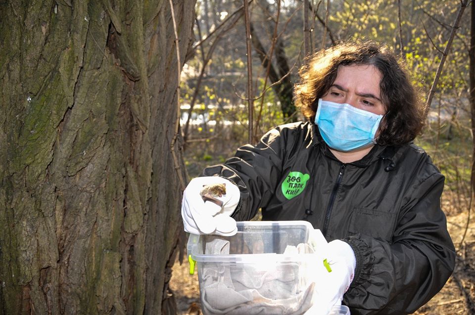 Подлечили: в Киеве выпустили на волю выздоровевших летучих мышей фото 1
