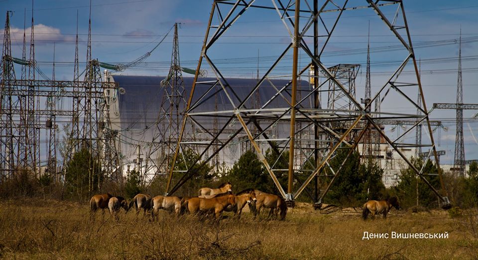 Пожар в Чернобыле: какие животные могли пострадать фото 1