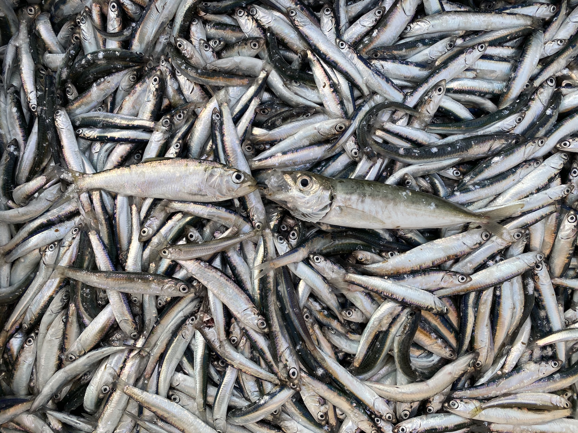 З моря - до столу