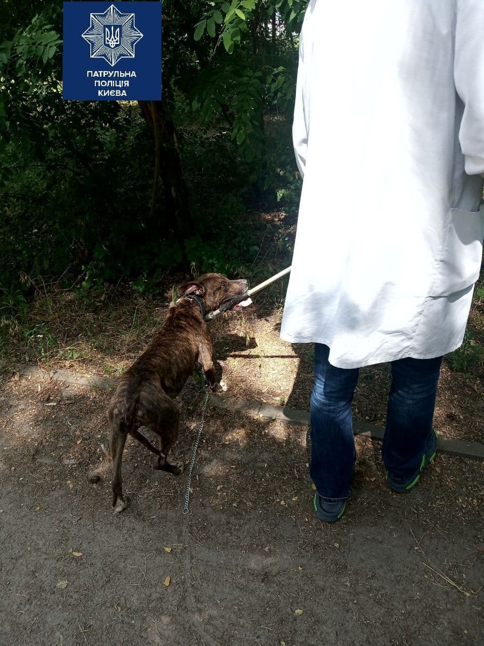 Привязали и оставили: в киевском парке спасли истощенного породистого пса фото 1