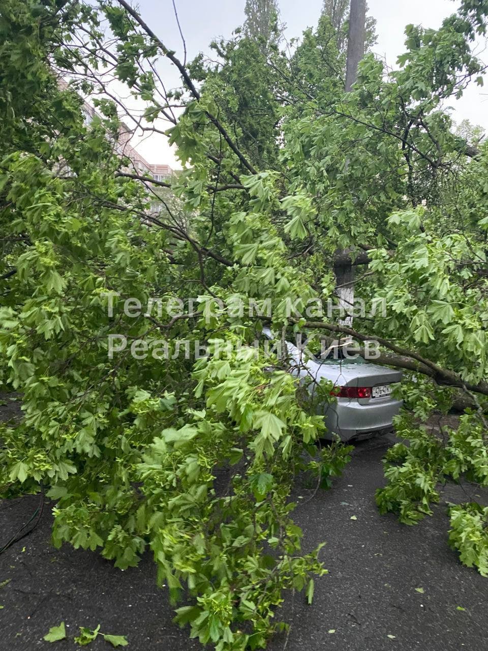 Из-за сильной грозы в Киеве и области пропал свет и повалились деревья.