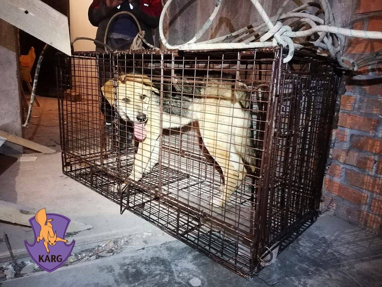 У Києві врятували пса, який забіг на 18-й поверх недобудови.