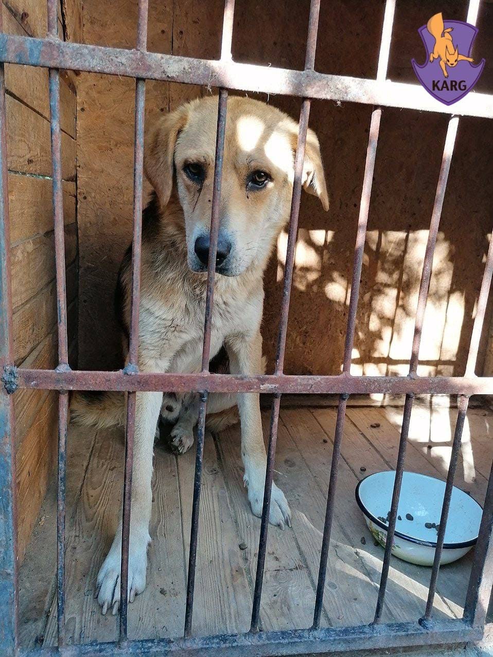 У Києві врятували пса, який забіг на 18-й поверх недобудови.