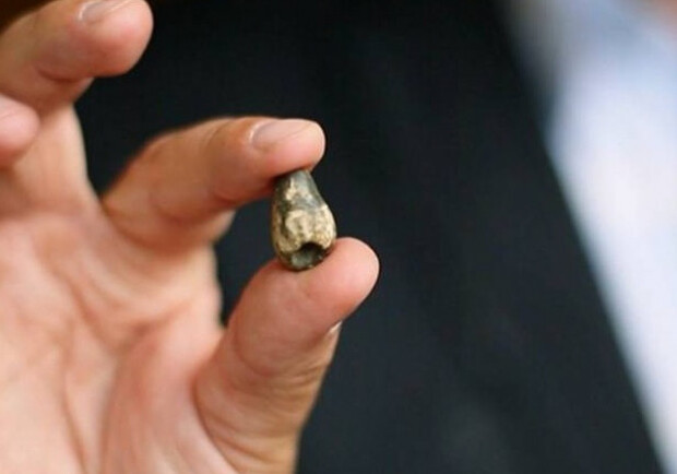 Историческая находка: в Украине раскопали останки динозавров фото 1