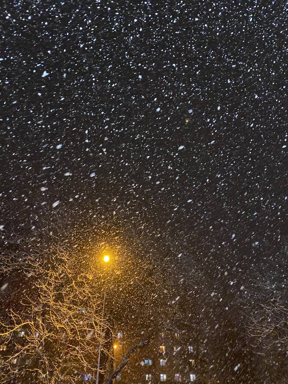 Telegram: @katty_curly