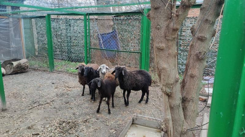 Баранов отдали в зоопарк.
